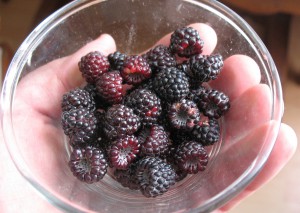 20140707Wild Blackberries small
