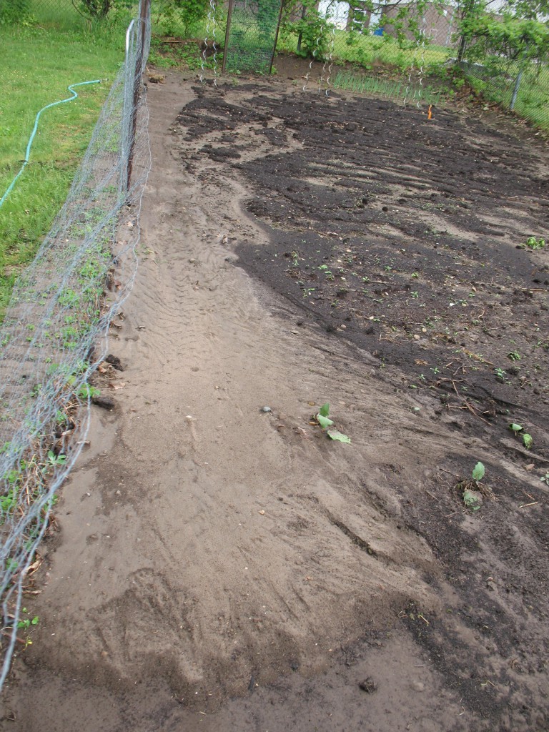 The main washout. The land slopes towards the camera. Soil washed out from the upper part of the garden deposited in a delta in the foreground, almost smothering some eggplants.