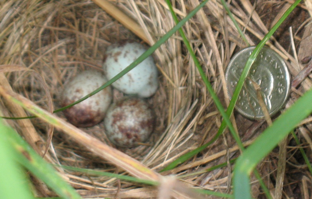 150629Birds Nest