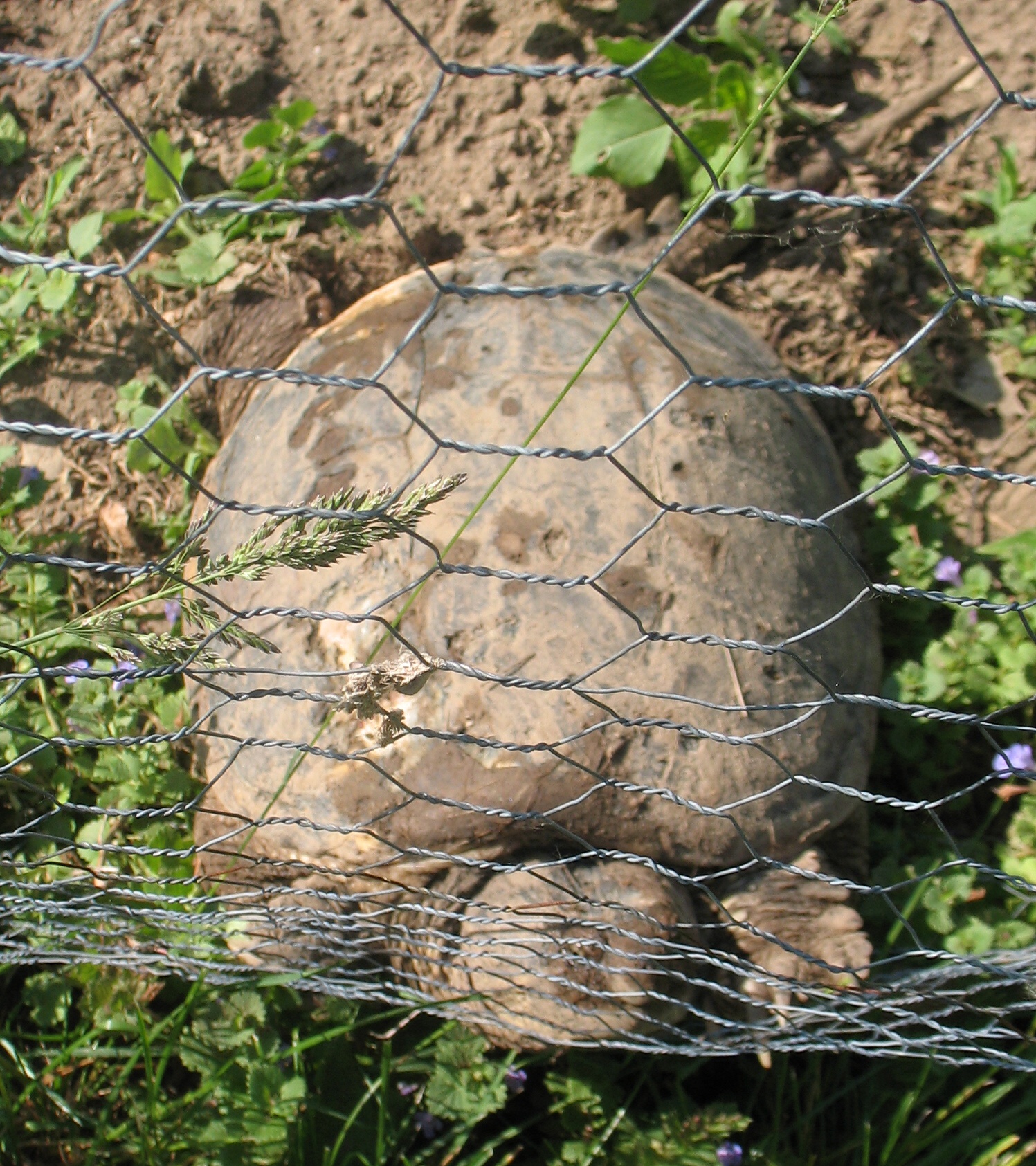 The turtle trying to leave our vegetable garden through the chicken-wire fence